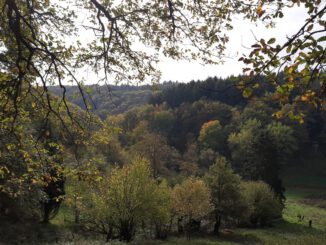 Eltville weist neuen Rundweg in Rauenthal aus: 5,4 Kilometer durch Weinberg, Wald und Streuobstwiesen