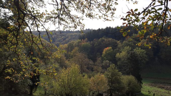 Eltville weist neuen Rundweg in Rauenthal aus: 5,4 Kilometer durch Weinberg, Wald und Streuobstwiesen Eltville weist neuen Rundweg in Rauenthal aus: 5,4 Kilometer durch Weinberg, Wald und Streuobstwiesen