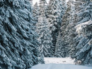 Weihnachtsbäume aus dem Wald bei Rauenthal am 20. Dezember