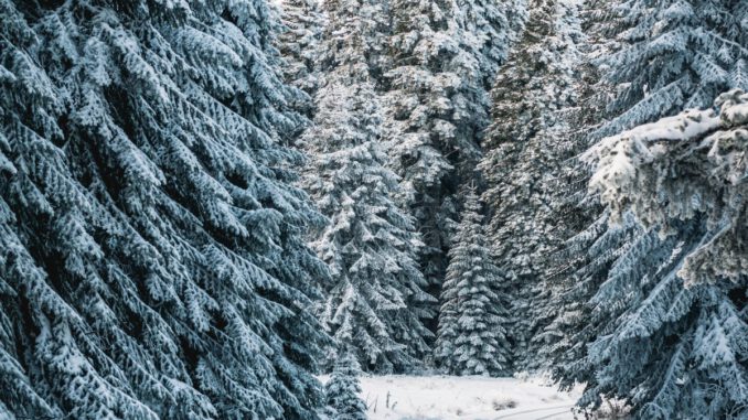 Weihnachtsbäume aus dem Wald bei Rauenthal am 20. Dezember Weihnachtsbäume aus dem Wald bei Rauenthal am 20. Dezember